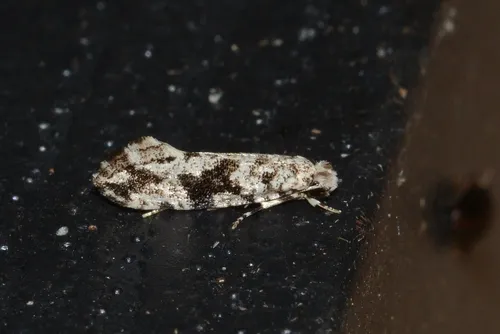 Nemapogon angulifasciella - Hodges#0262