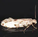 Nemapogon auropulvella - Hodges#0263