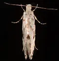 Nemapogon auropulvella - Hodges#0263 - photo 2