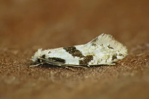 Nemapogon clematella