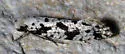Nemapogon defectella - Hodges#0264