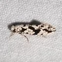 Nemapogon defectella - Hodges#0264 - photo 3