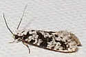 Nemapogon defectella - Hodges#0264 - photo 5