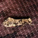 Nemapogon geniculatella - Hodges#0265 - photo 2