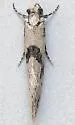 Nemapogon geniculatella - Hodges#0265 - photo 3
