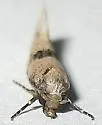 Nemapogon geniculatella - Hodges#0265 - photo 4
