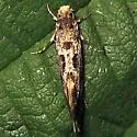 European Grain Moth - Hodges#0266