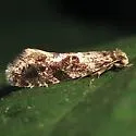 European Grain Moth - Hodges#0266 - photo 2