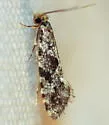 European Grain Moth - Hodges#0266 - photo 3