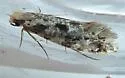 European Grain Moth - Hodges#0266 - photo 4