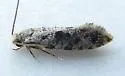 European Grain Moth - Hodges#0266 - photo 5