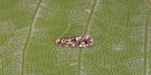 Nemapogon koenigi