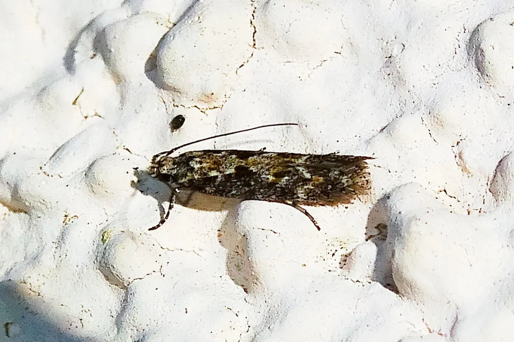 Nemapogon molybdanella - Hodges#0268 - photo 2