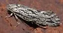 Nemapogon multistriatella - Hodges#0269 - photo 2