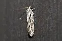 Nemapogon multistriatella - Hodges#0269 - photo 3