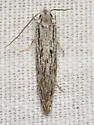 Nemapogon multistriatella - Hodges#0269 - photo 4