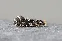 Nemapogon ophrionella - Hodges#0270 - Nemapogon ophrionella