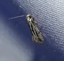 Nemapogon oregonella - Hodges#0271