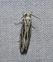 Nemapogon oregonella - Hodges#0271 - photo 2