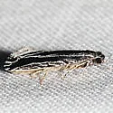 Nemapogon rileyi - Hodges#0272