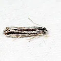 Nemapogon rileyi - Hodges#0272 - photo 2