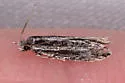 Nemapogon rileyi - Hodges#0272 - photo 4