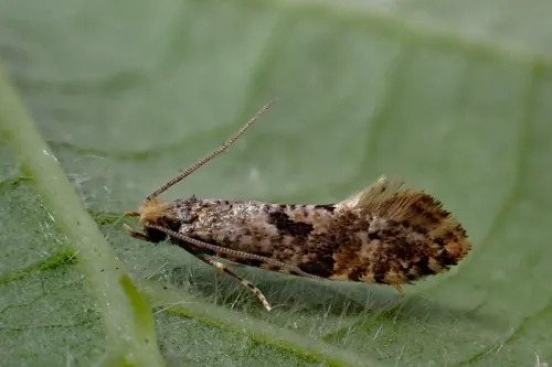 Nemapogon ruricolella