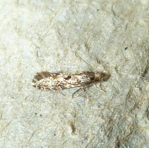 Nemapogon ruricolella - photo 2
