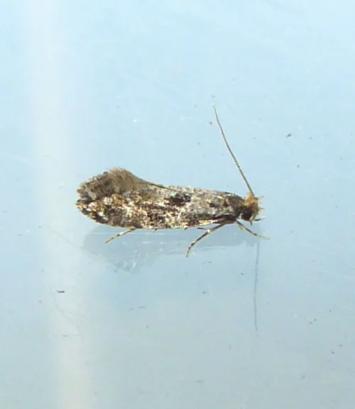 Nemapogon ruricolella - photo 3