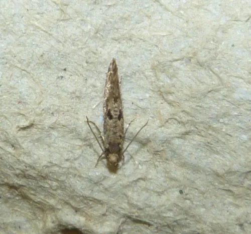 Nemapogon ruricolella - photo 4