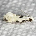 Nemapogon tylodes - Hodges#0274