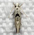 Nemapogon tylodes - Hodges#0274 - photo 2