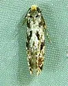Nemapogon variatella - Hodges#0275 - photo 2
