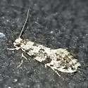 Nemapogon variatella - Hodges#0275 - photo 3