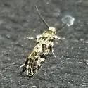 Nemapogon variatella - Hodges#0275 - photo 4