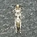 Nemapogon variatella - Hodges#0275 - photo 5