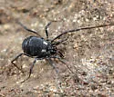 Nemastoma bimaculatum - photo 3