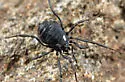 Nemastoma bimaculatum - photo 4
