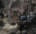 Nemastoma bimaculatum - photo 5