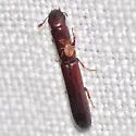 Nematidium filiforme