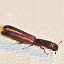 Nematidium filiforme - photo 2