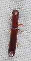 Nematidium filiforme - photo 5