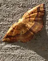 Baggett's Spanworm Moth - Hodges#7010.1