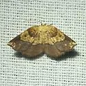 Baggett's Spanworm Moth - Hodges#7010.1 - photo 2