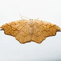 Nematocampa brehmeata - Hodges#7011