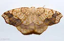 Nematocampa brehmeata - Hodges#7011 - photo 2