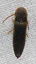 Nematodes atropos - photo 3
