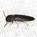 Nematodes atropos - photo 4
