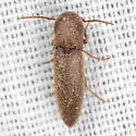 Nematodes atropos - photo 5