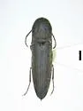 Nematodes collaris